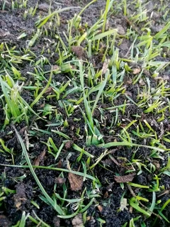 We do supply and installation off national green grass