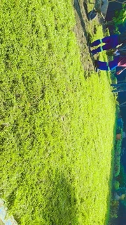 We do supply and installa buffalo grass