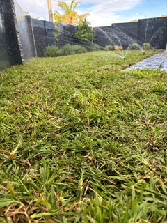 Roll on lawn Lm Berea grass