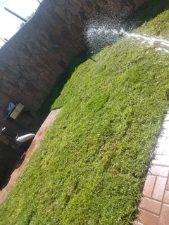 Roll on lawn Lm Berea grass