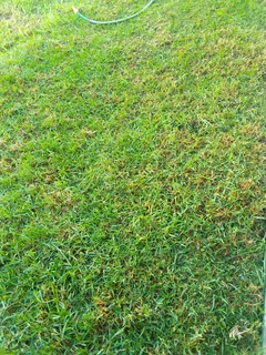 Roll on lawn buffalo grass