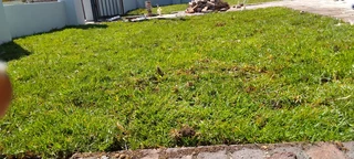 Supply and installa buffalo grass