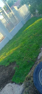 Supply and installa buffalo grass