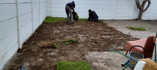 Supply and installa buffalo grass