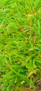 Supply and installa buffalo grass
