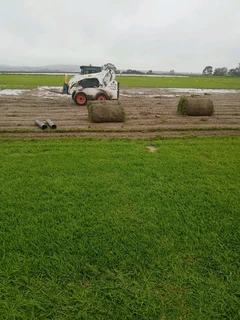 Supply and installation off buffalo grass and Kikuyu grass