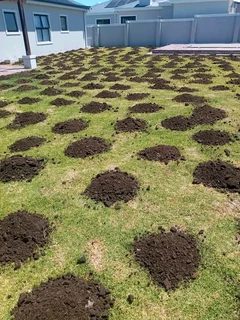 Supply and installation off buffalo grass and Kikuyu grass