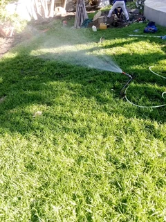 Supply and installation off buffalo grass and Kikuyu grass