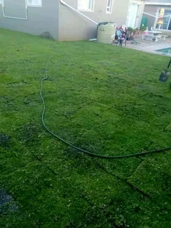 Supply and installation off buffalo grass and Kikuyu grass