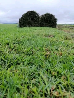 Roll on lawn Lm Berea grass