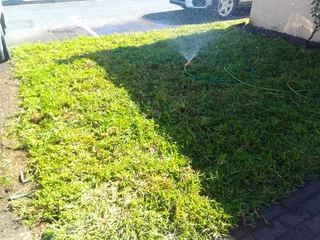 Roll on lawn Lm Berea grass