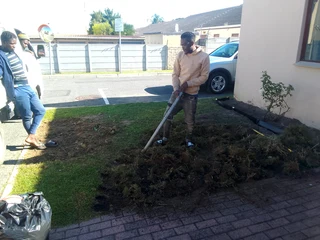 Roll on lawn Lm Berea grass