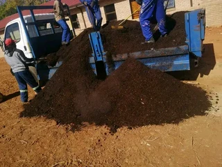 Roll on lawn Lm Berea grass