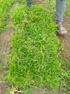 We do supply and installa call type of national grass