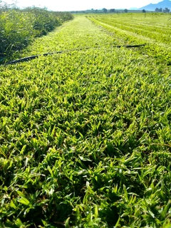 We do supply and installa call type of national grass