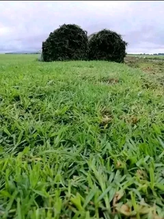 We do sell roll on lawn Kikuyu grass