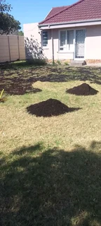 We do sell roll on lawn Kikuyu grass