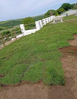 We do sell roll on lawn Kikuyu grass