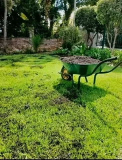 Roll on lawn buffalo grass and compost weed free