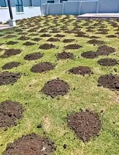 Roll on lawn buffalo grass and compost weed free