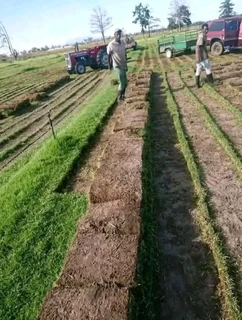 We do roll on lawn Kikuyu grass and buffalo grass