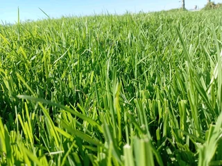 Delivery and installa buffalo grass