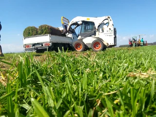 Delivery and installa buffalo grass