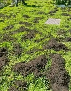 Delivery and installa buffalo grass