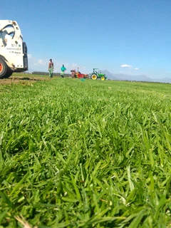 Roll on lawn Lm Berea grass and buffalo grass