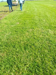 Roll on lawn Kikuyu grass