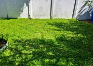 Roll on lawn Kikuyu grass