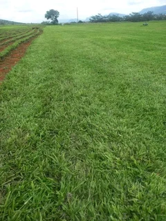 Delivery and installa buffalo grass