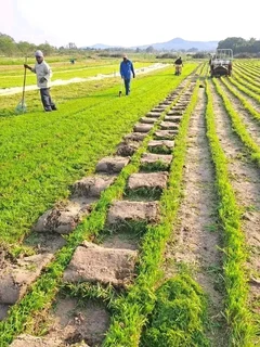 Roll on lawn Lm Berea grass and buffalo grass