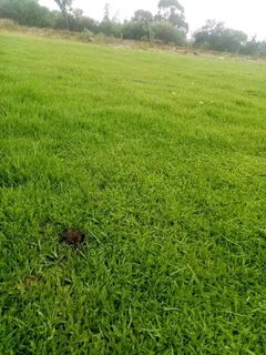 Delivery and installa off national grass