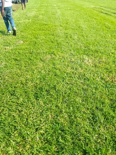 Green and fresh national grass from fram