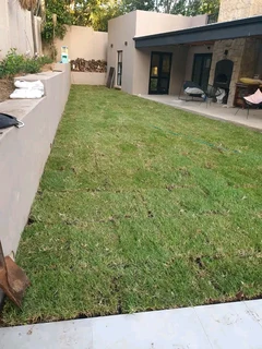 GREEN AND FRESH GRASS STRAIGHT FROM THE FARM  WhatsApp number 0672707801 PROFESSIONALS WITH IMMENSE