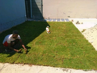 GREEN AND FRESH GRASS STRAIGHT FROM THE FARM  WhatsApp number 0672707801 PROFESSIONALS WITH IMMENSE