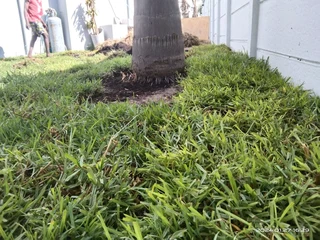 GREEN AND FRESH GRASS STRAIGHT FROM THE FARM  WhatsApp number 0672707801 PROFESSIONALS WITH IMMENSE