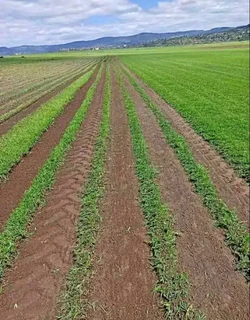 PROFESSIONALS WITH IMMENSE EXPERIENCE IN INSTALLATION &amp; LAYING NATIONAL GRASS