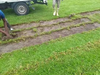 Roll on lawn Kikuyu grass