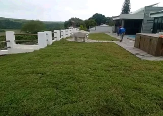 Roll on lawn Kikuyu grass