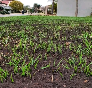 Roll on lawn Kikuyu grass
