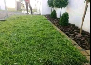 Roll on lawn Kikuyu grass