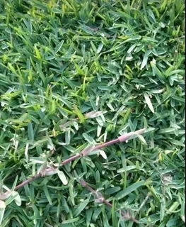 Lawn  Kikuyu grass and buffalo grass