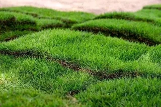 Roll on lawn Cynadone grass