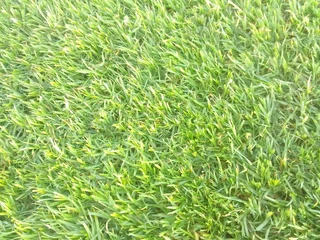 Roll on lawn Cynadone grass