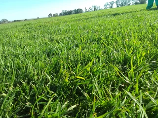 Roll on lawn Cynadone grass