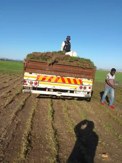 Roll on lawn Cynadone grass