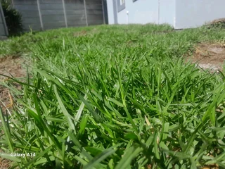 Supply and installa  national Lm Berea grass