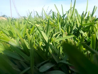 Roll on lawn fresh and green grass